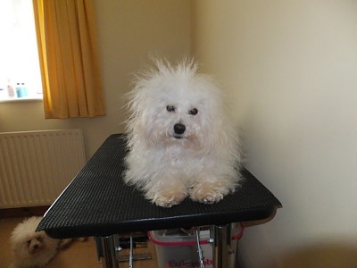 Hollis Bolognese Dogs