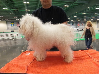 Hollis Bolognese Dogs