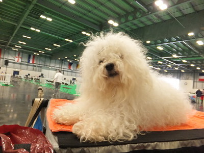 Hollis Bolognese Dogs