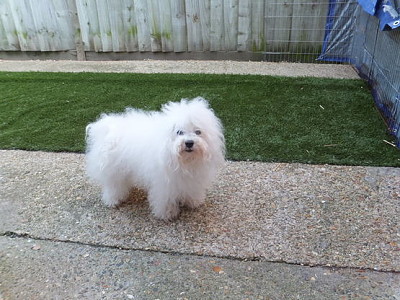 Hollis Bolognese Dogs