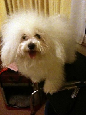 Hollis Bolognese Dogs