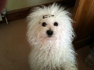 Hollis Bolognese Dogs