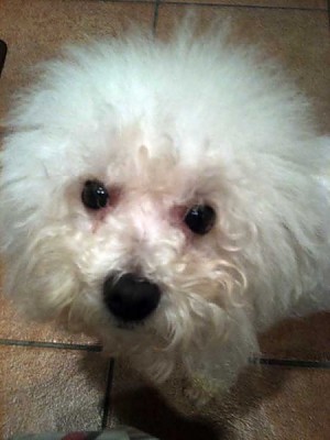 Hollis Bolognese Dogs