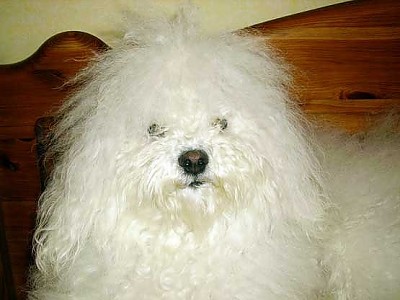 Hollis Bolognese Dogs