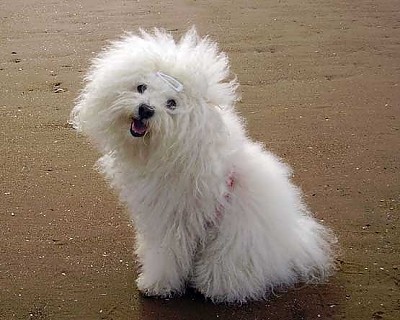 Hollis Bolognese Dogs