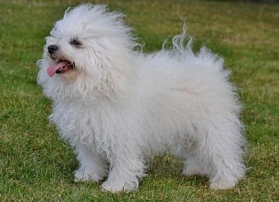 Hollis Bolognese Dogs