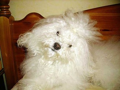 Hollis Bolognese Dogs