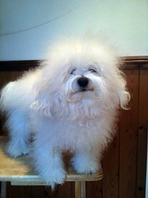 Hollis Bolognese Dogs