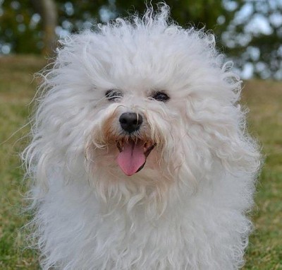 Hollis Bolognese Dogs