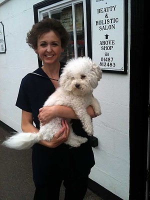 Hollis Bolognese Dogs