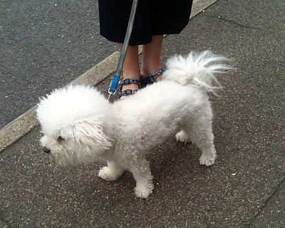 Hollis Bolognese Dogs