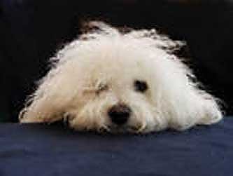 Hollis Bolognese Dogs