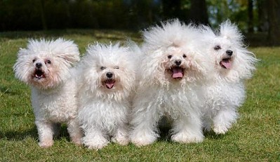 Hollis Bolognese Dogs