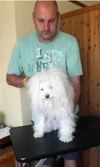 Bolognese dog picture