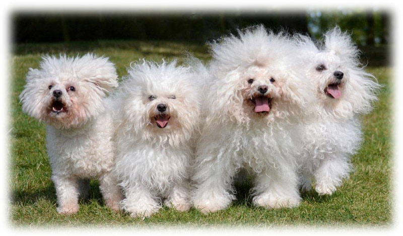 Hollis Bolognese Dogs - Paulo, Luciano,Alberto & Santino, all enjoying the sunshine! Hollis Bolognese Dogs