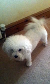 A perfectly trimmed Bolognese Bolognese dog picture