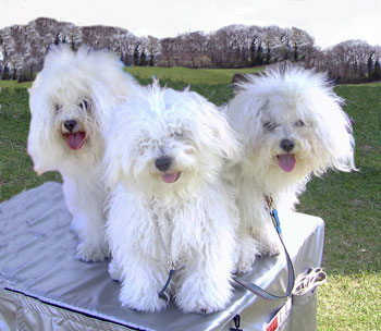 The Three Musketeers! Bolognese Dogs